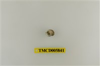 藏品(灰白陸寄居蟹)的圖片